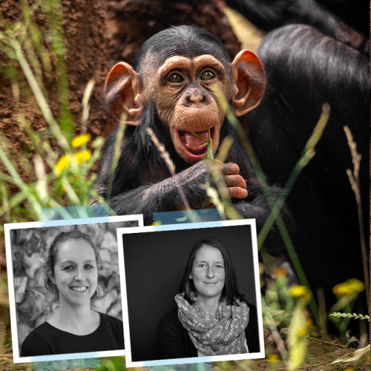 Familiegeheimen ontrafeld: DNA-analyse onthult vader van chimpansee Zabari