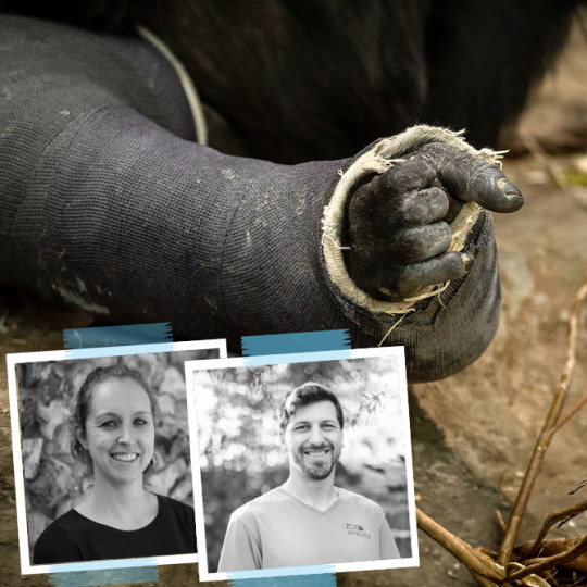 De kunst van een gorilla gipsen 