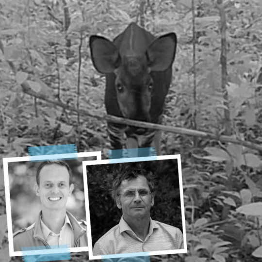 World Okapi Day 2025: In Search of New Conservation Prospects in Congo