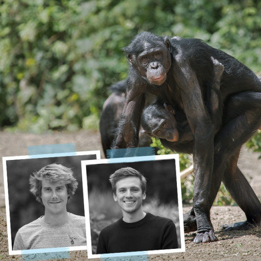 Bonobo's versus mens
