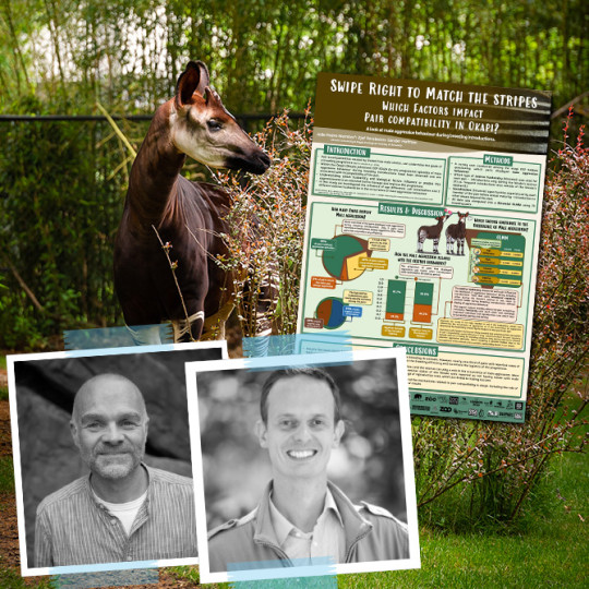 Hoofing it: poster about okapis wins first prize