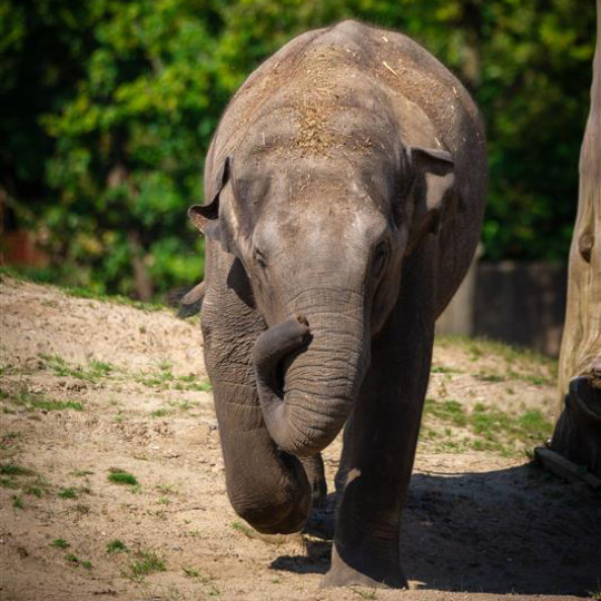 Hope for Elephant Calves: A Promising Vaccine Against Herpes