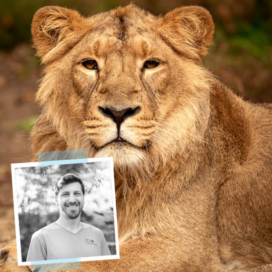 A Look Inside the Head of an Asiatic Lion: Yarzar Under the Scanner