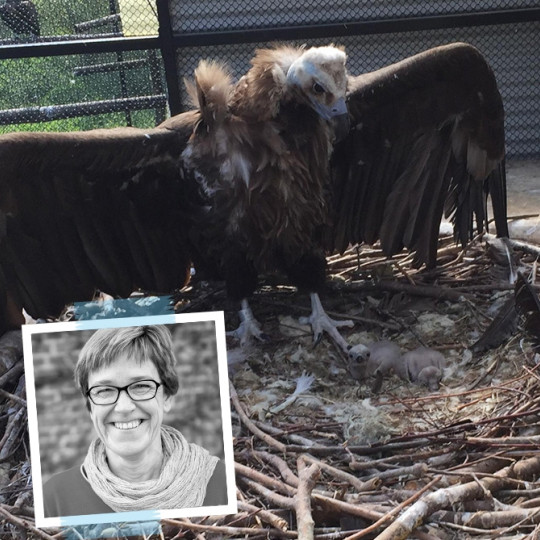 Fantastic four black vultures 