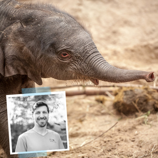 Stop EEHV: A big step forward in the battle against elephant herpes 