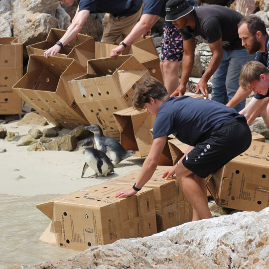 Pinguïns weer vrije vogels in Kaapstad