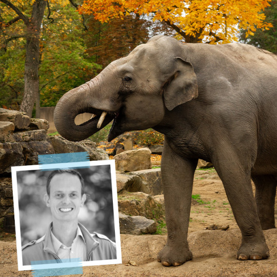 How to Re-home an Elephant? 