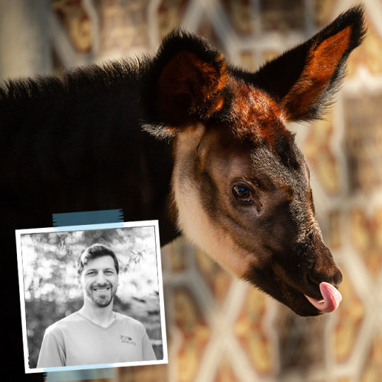 A ‘first’ at Antwerp ZOO: Never before performed knee surgery provides an okapi with a pain-free future