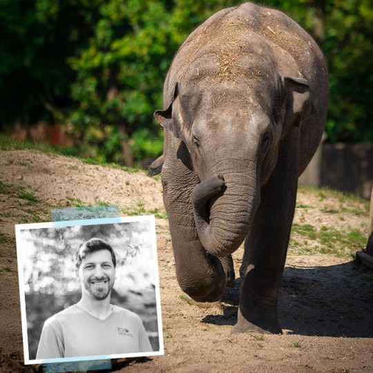 Hope for Elephant Calves: A Promising Vaccine Against Herpes 