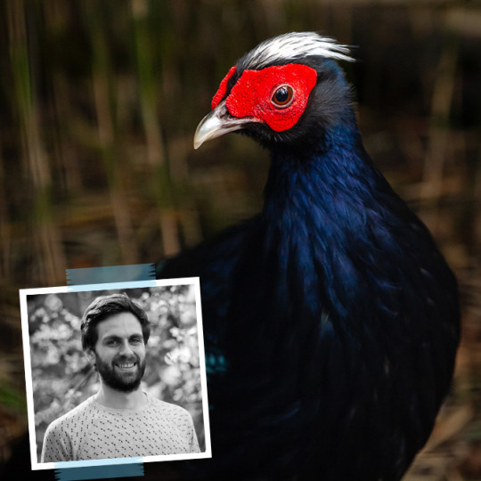 The extinct Vietnamese pheasant will fly home again