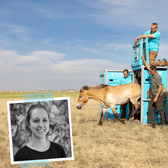Steun voor zeldzame oerkrachten: Przewalskipaarden in Kazachstan bedreigd door overstroming